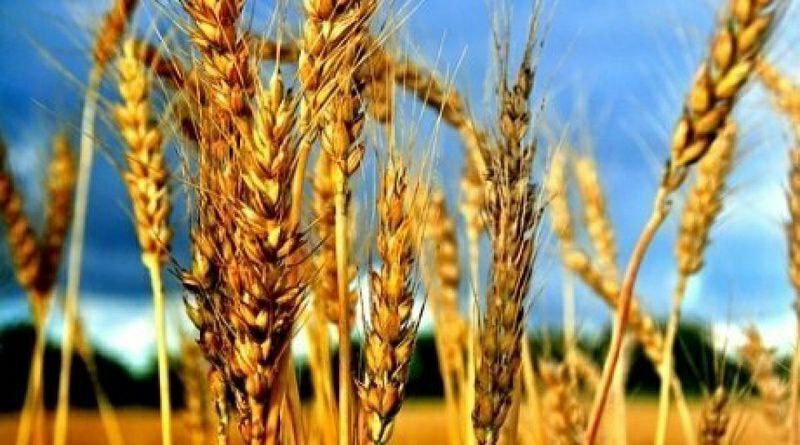 The European Commission cut the forecast for wheat production in the EU